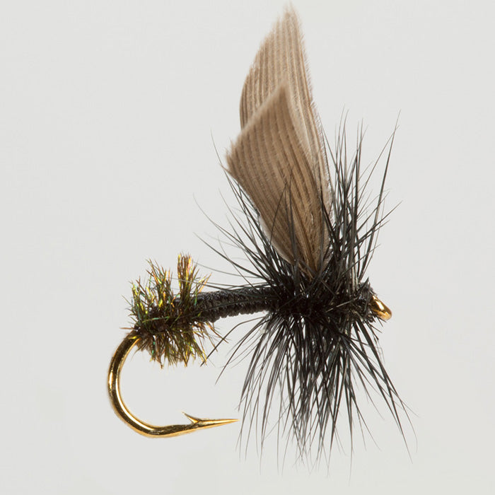BLACK ANT DRY WINGED