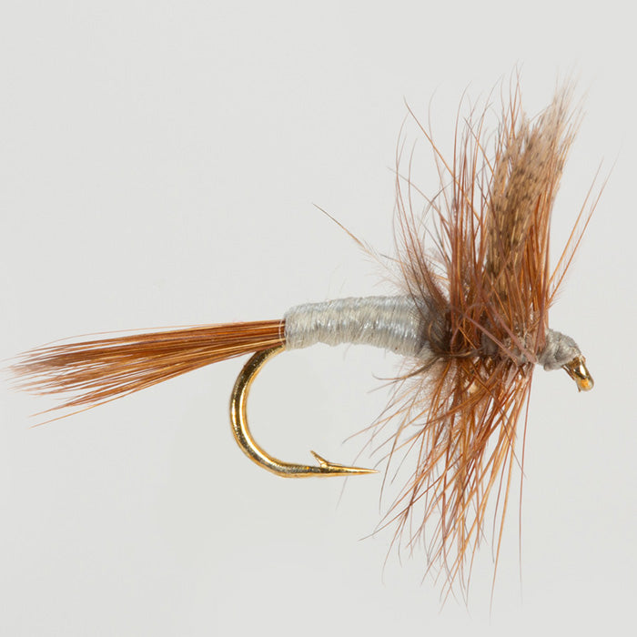 CAHILL-DARK DRY WINGED