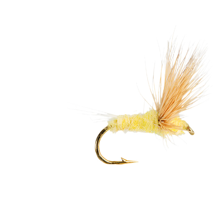 COMPARADUN LIGHT YELLOW DRY WINGED