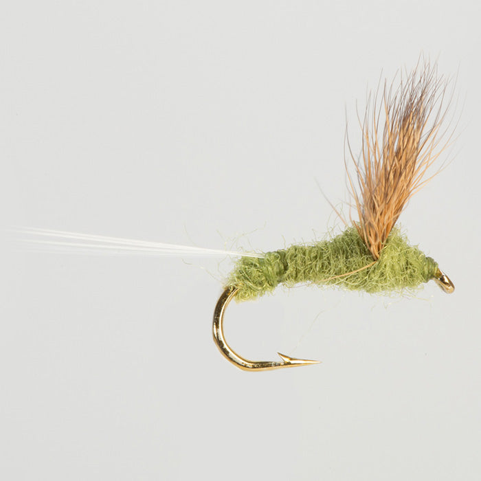 COMPARADUN OLIVE DRY WINGED