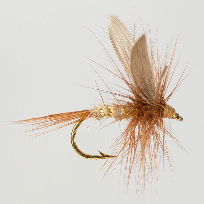 G.R. HARE'S EAR