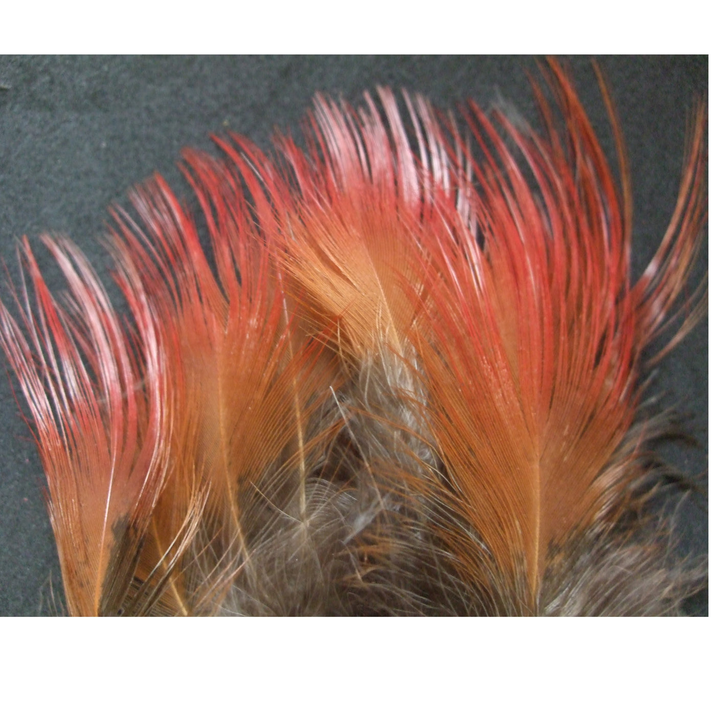 GOLDEN PHEASANT HACKLES