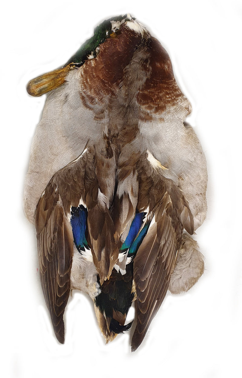Complete Mallard Cape