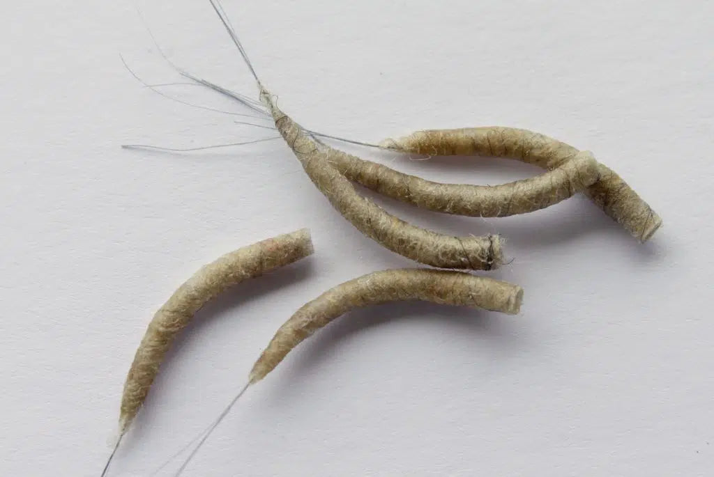 Mayfly Tube Bodies