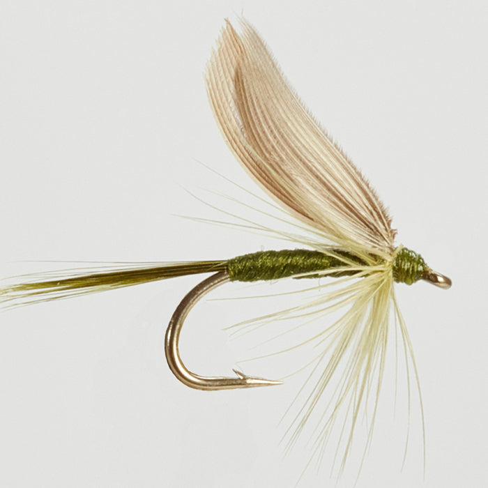 DARK OLIVE DUN